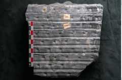 Foto (Detailansicht) von Sigillaria reniformis Brongniart (NHMW-GEO-2024-0188-11086)